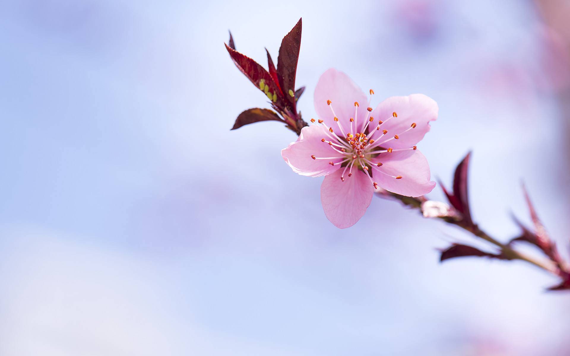 百花争艳好春开是什么生肖,详细解答解释落实_5l60.29.05